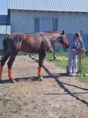 Конный клуб Sunny