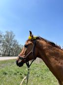 Конный центр "Уют"